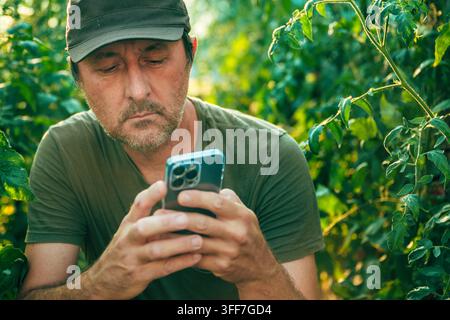 Agronomist checking agricultural data on a mobile phone while inspecting unripe tomato crops in a sunlit greenhouse. Precision farming, horticulture a Stock Photo