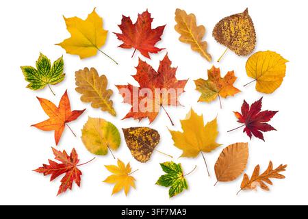 Collection of colorful autumn leaves in red, orange, yellow, green and brown shades, featuring diverse shapes, textures and natural seasonal patterns, Stock Photo