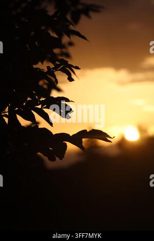 Radiant golden hour sunrise, with a brilliant, luminous sun obscured by the dark, intricate silhouette of foreground leaves and branches. Stock Photo