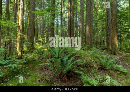 Sunlight filters through a lush green forest with ferns and mossy trees, Golden Ears Park @ Golden Ears Beach, Maple Ridge, BC Canada Stock Photo