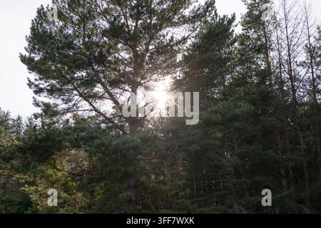 Sunlight filtering through the dense pine trees in a lush green forest, bright sunbeams shining through branches and needles, beautiful natural landsc Stock Photo