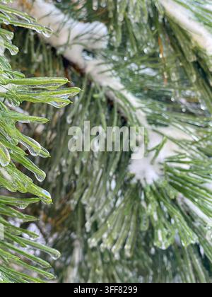 Vertical detail of green pine needles enclosed in clear ice, showing the effects of freezing rain in winter. Stock Photo