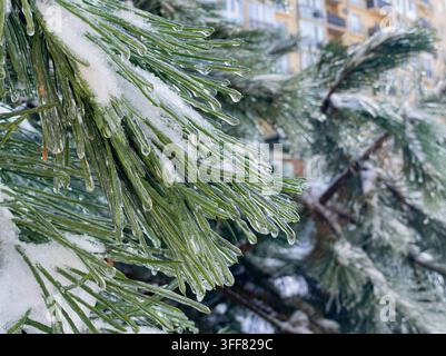 Close-up of long pine needles covered by a smooth transparent ice glaze after freezing rain in winter. Stock Photo