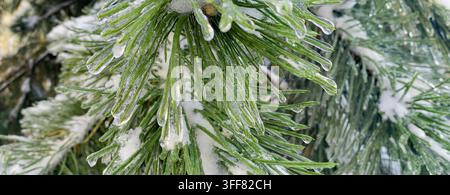 Wide close-up of long green pine needles coated with transparent ice and surrounded by patches of snow in winter. Stock Photo