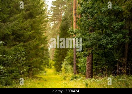 Forest path stretches through tall pine trees bathed in soft early morning sunlight. Concept of peaceful forest atmosphere and tranquil nature setting Stock Photo