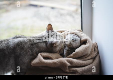 Cute Scottish Fold kitten wrapped in a soft warm beige blanket at home. Stock Photo