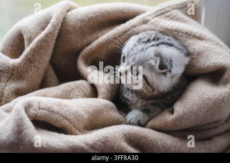Cute Scottish Fold kitten wrapped in a soft warm beige blanket at home. Stock Photo