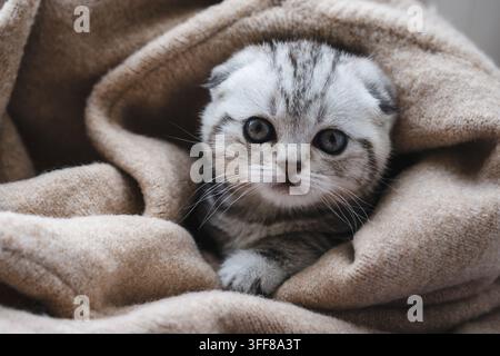 Cute Scottish Fold kitten wrapped in a soft warm beige blanket at home. Stock Photo