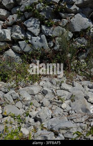 Bad Herrenalb Sunlit rocky embankment covered with gray stones, small green plants, tangled stems and dry grass. Natural outdoor texture with rugged s Stock Photo