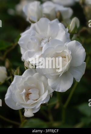Rosa Iceberg ('Korbin') Floribunda Bush Rose Stock Photo