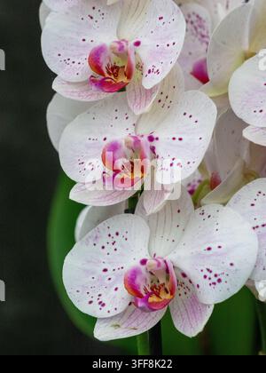 White Phalaenopsis 'Goya' moth orchids with purple speckling in a cultivated display. Stock Photo