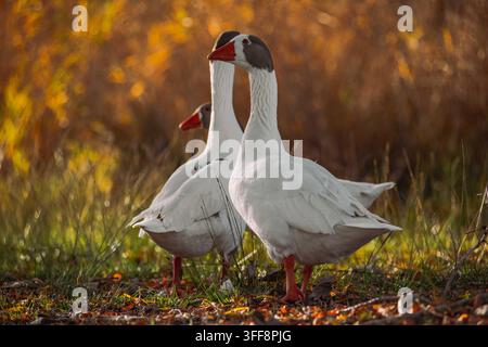 Three white geese standing on grass during golden hour Stock Photo