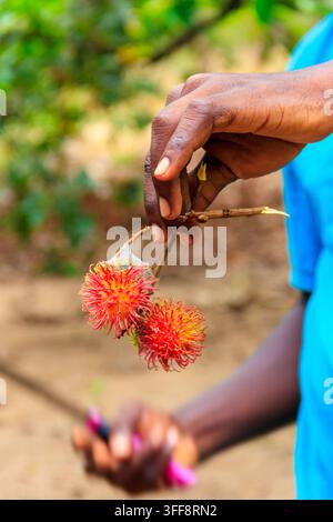 Farmer's hand holding a fresh lychee fruit Stock Photo