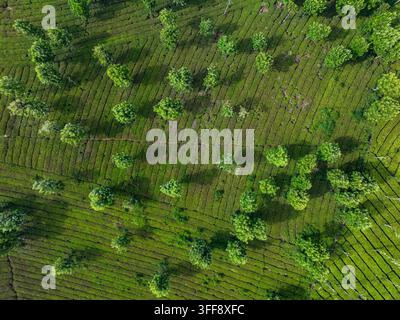 Vibrant green rows of tea plantations overlooking the Atlantic Ocean on ...