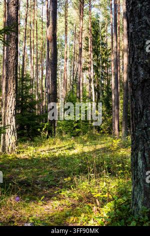 A vertical forest scene with tall pine trees, green bushes and a walking path. Sunlight shines through the canopy, illuminating moss and grass on the Stock Photo