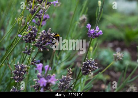 Bumblebee on lavender in soft summer light, purple flower spikes and green foliage creating a peaceful cottage garden scene Stock Photo