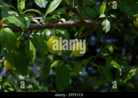 Two unripe green plums hang side by side on a dark branch among lush green leaves. Soft natural light highlights their smooth round skin in a peaceful Stock Photo