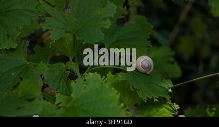 A light-colored snail with a spiral shell resting on a green leaf. A peaceful naturecore and slow living macro scene in a summer garden. Stock Photo