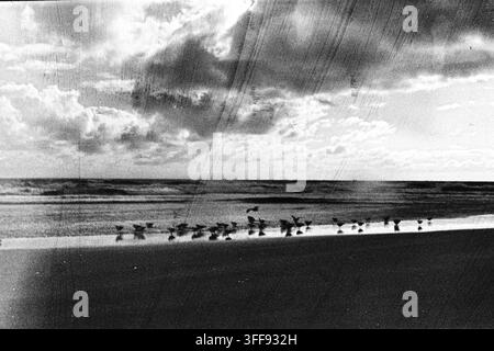 A dense line of shorebirds moves across wet beach sand under sweeping clouds, rendered with bold grain and layered monochrome texture. Stock Photo
