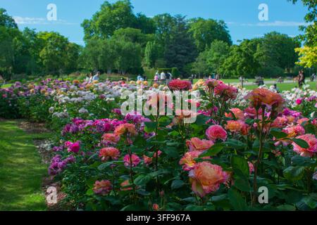 Rose beds in full bloom in May, pink and orange roses, Regent's Park, London Stock Photo