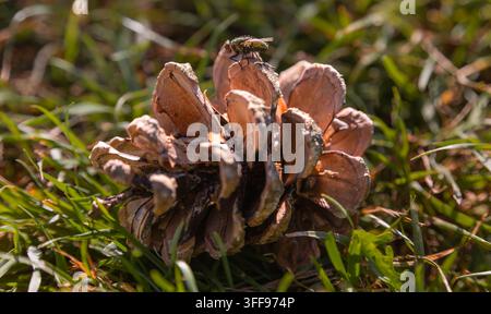 Macro photograph of a metallic greenbottle fly perched on top of a dry open pine cone in green grass under sunlight. Stock Photo