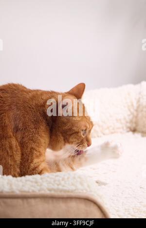 Ginger tabby cat relaxing on a soft bed in a bright home interior. Warm tones and gentle daylight create an inviting commercial pet lifestyle portrait Stock Photo
