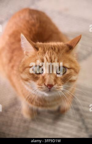 Ginger tabby cat looking directly into the camera in a warm home environment. Bright eyes and soft fur create an engaging commercial pet portrait. Stock Photo