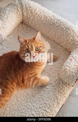 Ginger tabby cat resting comfortably on a plush pet bed in a cozy home. Soft textures and warm daylight create a peaceful lifestyle scene for modern Stock Photo