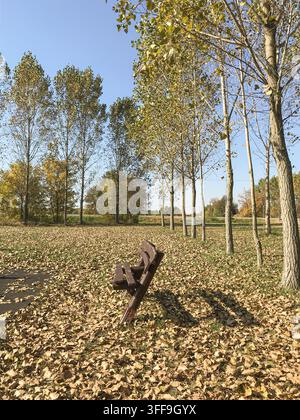 Lonely wooden bench Stock Photo