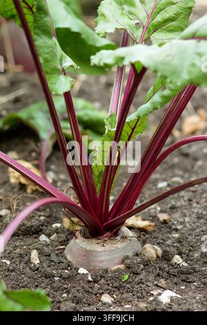 Beetroot plant growing in garden. Beetroot Boltardy, a bolt resistant variety of beetroot. Beta vulgaris. Stock Photo