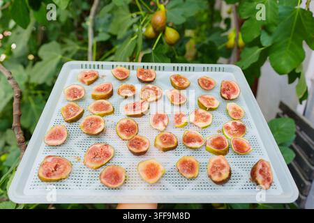 Sliced fresh figs are arranged neatly on a white plastic dehydrator tray for the drying process, set against a lush green background of a fruitful fig Stock Photo