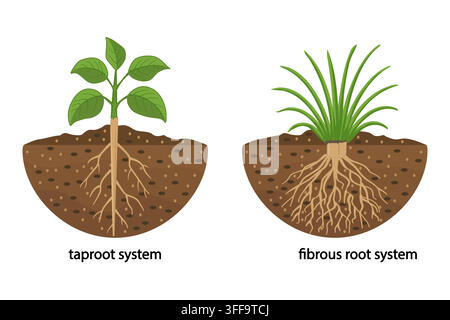 Taproot and fibrous root system plant example comparison, plant part description with main large central root and thin branching system, vector Stock Vector