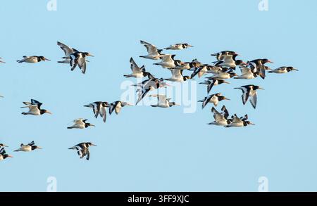 An oystercatchers  (a parcel or stew) in flight, Cumbria, UK Stock Photo