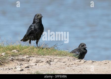 Two carrion crows,  Arnside, Milnthorpe, Cumbria, UK Stock Photo