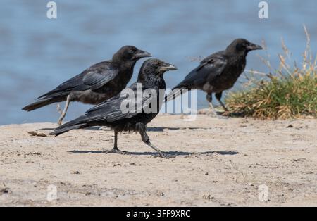 Three carrion crows,  Arnside, Milnthorpe, Cumbria, UK Stock Photo