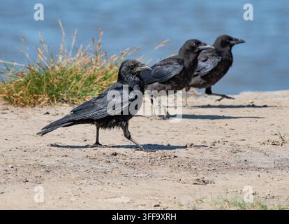 Three carrion crows,  Arnside, Milnthorpe, Cumbria, UK Stock Photo