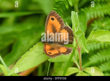 A gatekeeper butterfly (pyronia tithonus),  Silverdale, Carnforth, Lancashire, UK Stock Photo