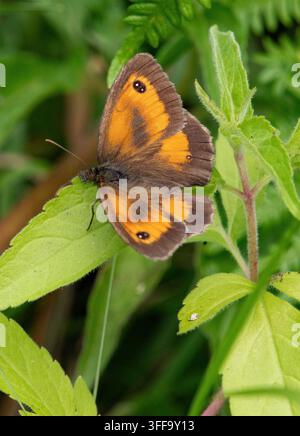 A gatekeeper butterfly (pyronia tithonus),  Silverdale, Carnforth, Lancashire, UK Stock Photo
