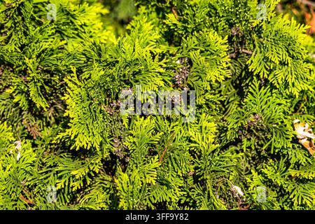 Close up shot of lush green arborvitae evergreen branches with small seed cones capturing natural light for garden and nature designs. Stock Photo