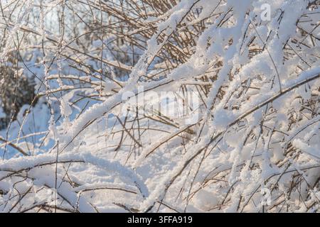 Snowy branch in a winter scene, adorned with various snowflakes, against a soft blurred background Whites and light grays dominate the color palette w Stock Photo