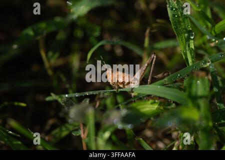 Close up of a small brown grasshopper resting on vibrant green grass blade covered in fresh morning dew. Beautiful macro insect shot in a wild summer Stock Photo