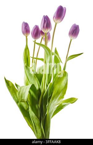 Purple tulips bouquet growing isolated on white Stock Photo