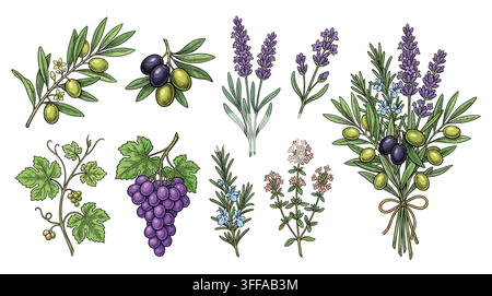 Vintage botanical herb set of herbs de provence lavender fennel and thyme for label background packaging design. Stock Vector