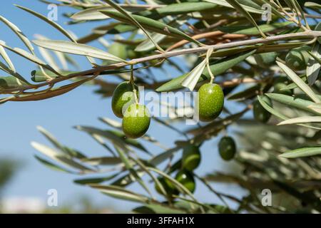 Green olives ripening on olive tree branches against a clear blue sky. Stock Photo