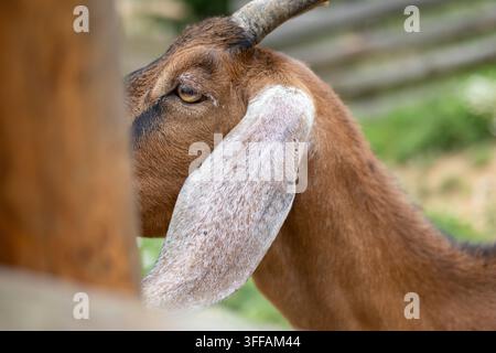 Side profile of a gentle goat with long floppy ears and textured brown coat standing near a wooden post soft natural light reveals calm expression in Stock Photo