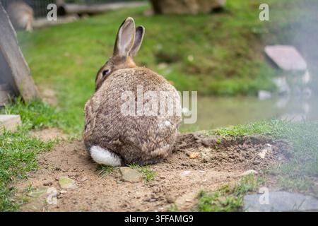A rabbit faces away while resting on a patch of dirt above a pond with green banks. Upright ears a white tail and plush fur create a charming countrys Stock Photo