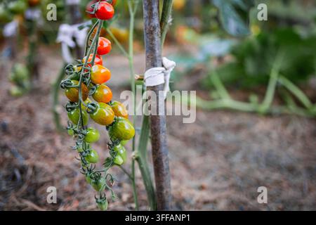 Ripening cherry tomatoes hang in a graceful cluster along a garden stake tiny fruits shift from green to orange to red showing the patient rhythm of h Stock Photo