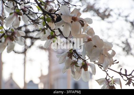Delicate white magnolia blossoms on branches against a softly blurred background Stock Photo