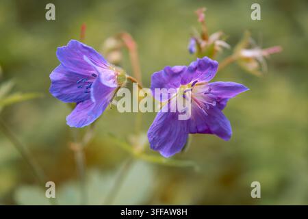 Two vibrant purple wildflowers, with delicate yellow centers, stand out against a soft, blurred green background. Their petals unfurl in gentle sunlig Stock Photo