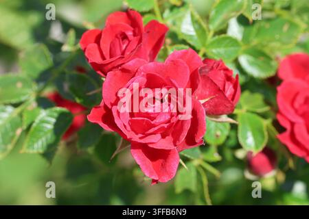 Rosa [Red Romance] ('Peafelicity').  Close up of cluster of deep red crimson semi double rose flowers in the summer. Stock Photo